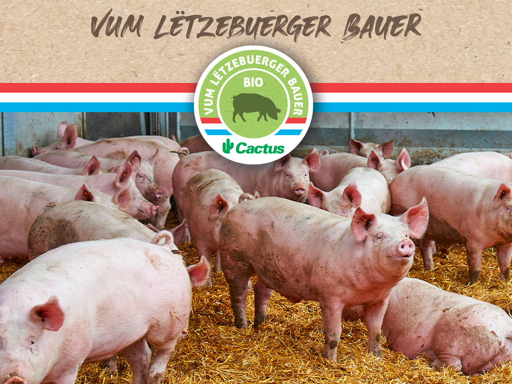 Cactus Bio Porc Vum Lëtzebuerger Bauer Cactus Bio Porc Vum Lëtzebuerger Bauer : choisissez une viande de porc bio locale, savoureuse et de confiance