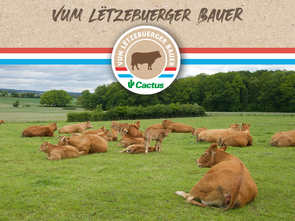 Cactus Rëndfleesch Vum Lëtzebuerger Bauer Cactus Rëndfleesch Vum Lëtzebuerger Bauer : 30 ans de viande de bœuf locale et de confiance