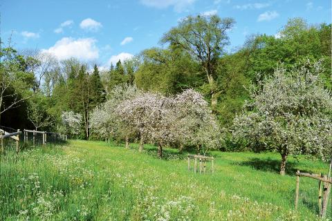 89.bongert_panoramique