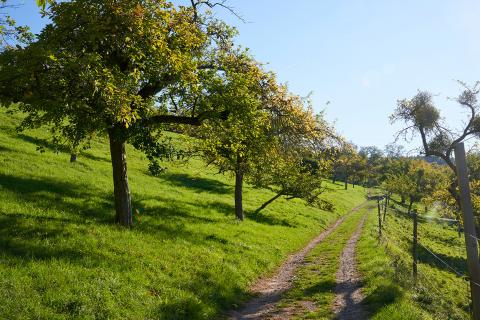 89.bongert_panoramique