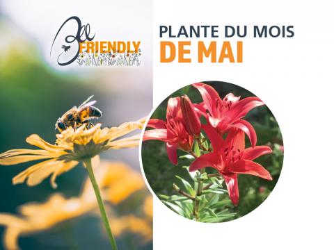 beefriendly_mai
