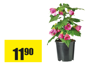 Abutilon.png