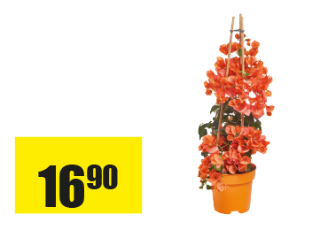 Bougainvillea-pyramide.png
