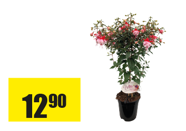 Fuchsia-tige.png