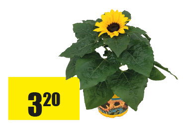 Helianthus.png