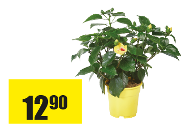 Hibiscus.png
