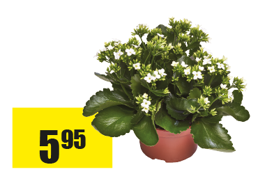 Kalanchoe-”Gardenlina”.png