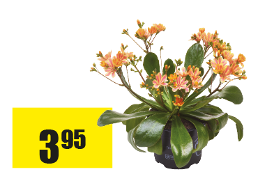 Lewisia.png