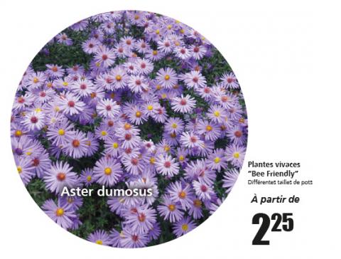 bee_friendly_aout_plante.jpg