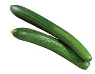 concombre_bio.jpg
