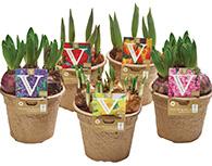 jardinons.jpg