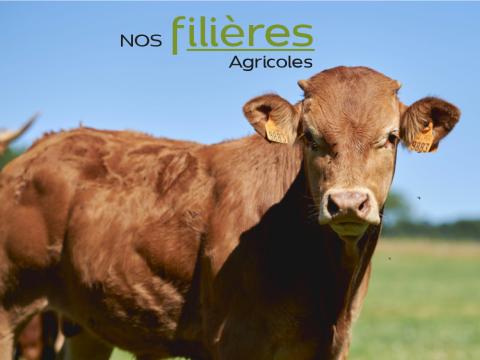 nos_filieres.jpg