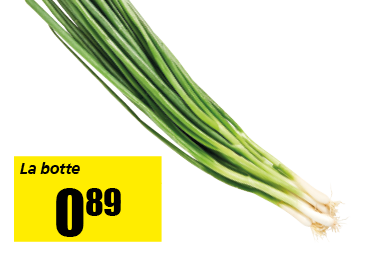 oignons-frais.png