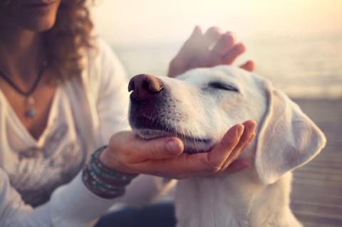 animal_hope.jpg