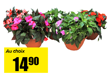 impatiens.png