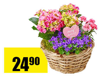 coupe-plantee.png
