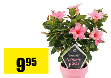 dipladenia.png