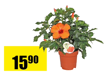 hibiscus.png