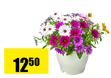 osteospermum.png