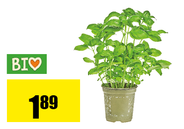 basilic.png