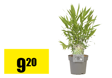 27_chasmanthium_latifolium.png
