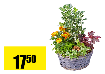 27_coupe_plantee_en_osier.png