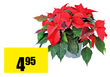 20_poinsettia.png