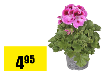 25_pelargonium.png