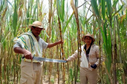 production_de_sucre_de_canne