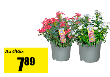 30_catharanthus.png