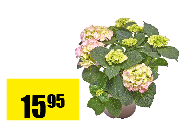 30_hydrangea.png
