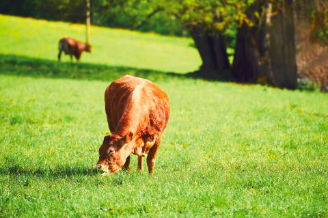 bio_green_beef_01.jpg