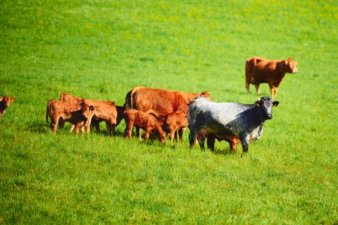 bio_green_beef_02.jpg