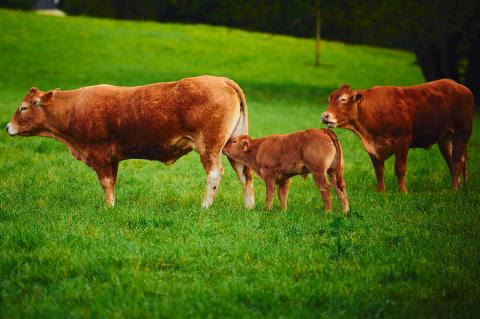 bio_green_beef_03.jpg