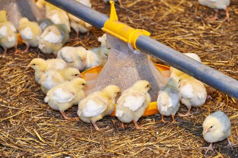 poulets_1.jpg