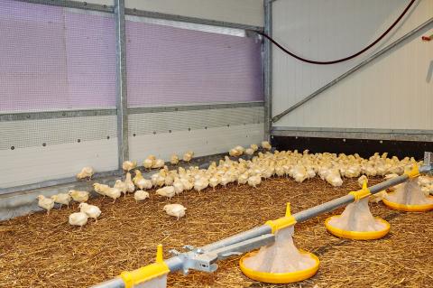 poulets_4.jpg