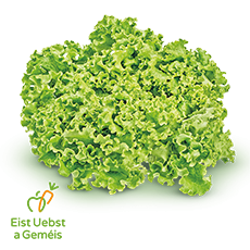 3_batavia_verte_luxembourgeoise.png