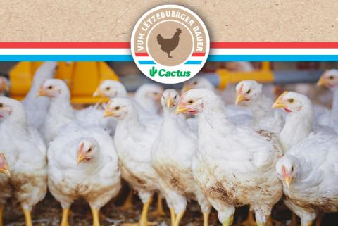poulet_list.jpg