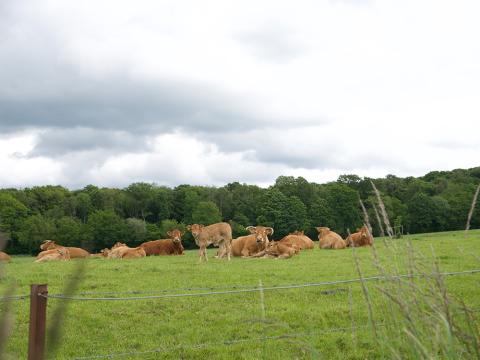 rendfleesch1.jpg