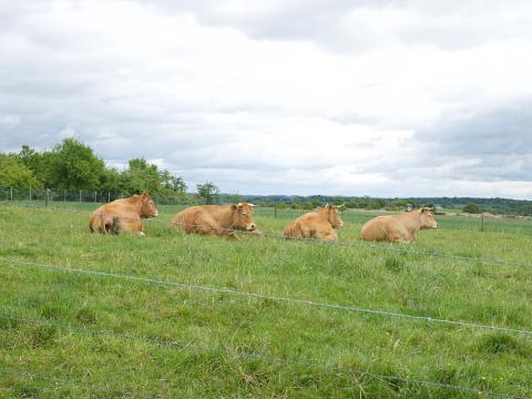 rendfleesch3.jpg