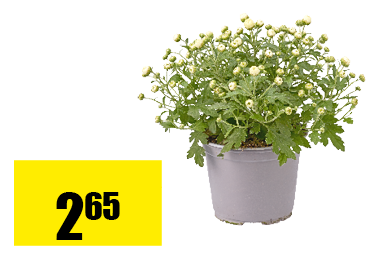 30_chrysanthemum.png