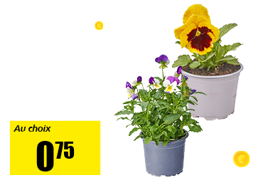 30_viola.png