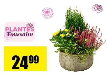 24_coupe_plante.png