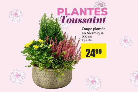 plantes_toussaint.jpg